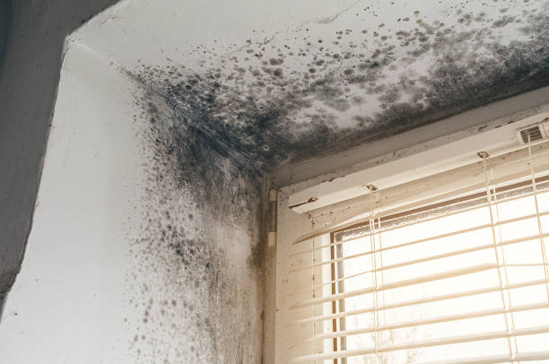Affordable Attic Mold Removal solutions in Newville, PA